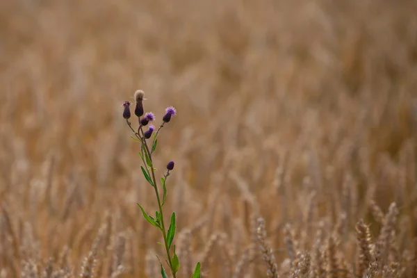 Thistle. — Stock Photo, Image