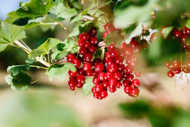 Kırmızı kuş üzümü