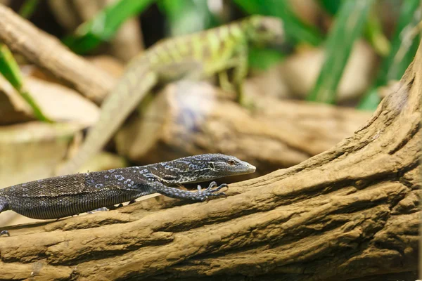 Ještěrka - Varanus macraei — Stock fotografie