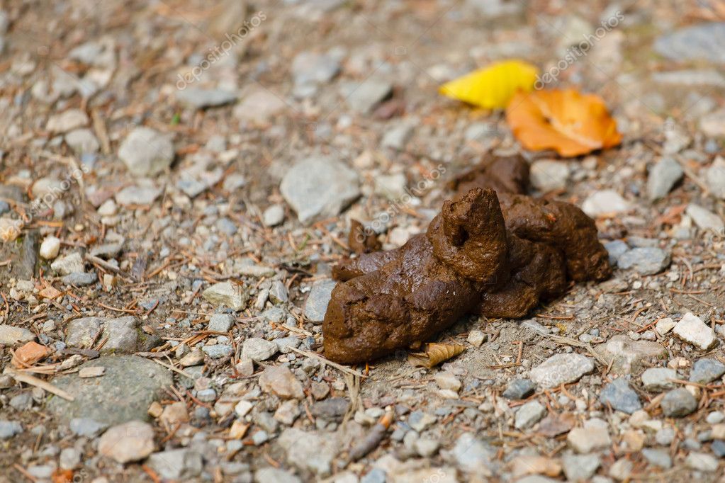 Big Dog Excrement Stock Photo Image By C Rades Big Dog Excrement Stock Photo Image By C Rades