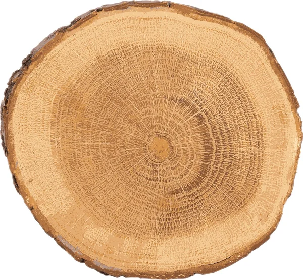 Vedere secțională a copacului — Vector de stoc