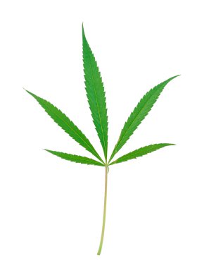 Esrar yaprak beyaz zemin üzerine.