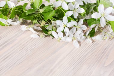 Çiçek açan elma ağacı dalları, beyaz çiçekler, yeşil yapraklar, açık ahşap arka plan yakın plan, güzel kiraz çiçekleri, çiçek açmış sakura, dekoratif sınır, bahar doğası çerçevesi, tebrik kartı, kopyalama alanı