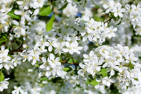 Weiße Blühende Blumen Apfelbaumzweige Frische Grüne Blätter Verschwommen Bokeh Hintergrund — Stockfoto