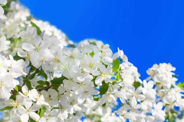 Fleurs Fleurs Blanches Feuilles Vertes Branche Pommier Ciel Bleu Fond — Photo