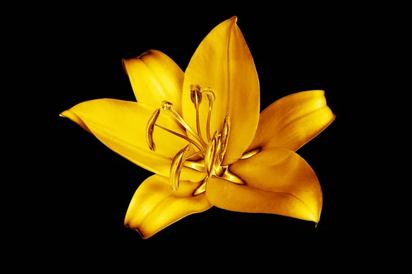 One golden lily flower black background isolated close up, beautiful single gold lilly on dark, shiny yellow metallic floral pattern, decorative design element, elegant decoration, luxury illustration