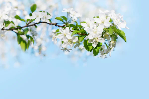 Bloeiende Appelboom Takken Witte Bloemen Groene Bladeren Blauwe Lucht Achtergrond — Stockfoto