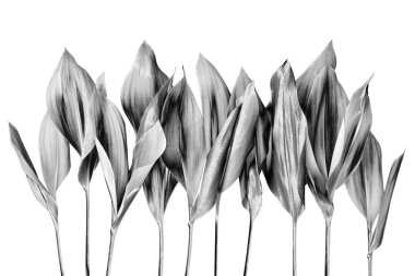 Gümüş yapraklar beyaz arka plan izole edilmiş gri metal yaprak kenarı, çiçek yaprağı tasarım elementi, çiçek dalı, bitki dalı, ağaç filizi, filiz, doğal bitki deseni botanik deseni