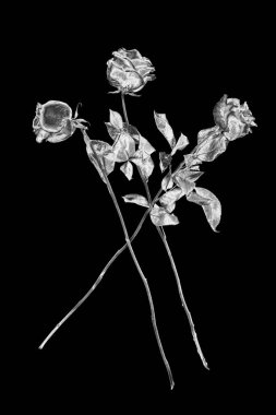 Üç gümüş gül çiçeği siyah arka plan, izole edilmiş siyah ve beyaz kök gül buketi, güzel parlak gri metal çiçek ve yapraklar, dekoratif çiçek tasarımı unsuru, klasik dekorasyon.