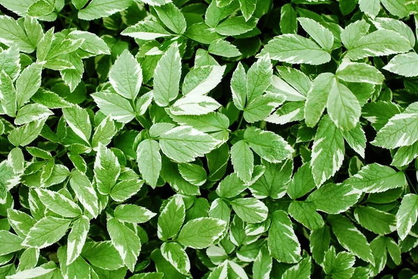 Fond Feuilles Vertes Texture Feuillage Frais Motif Herbe Jardin Vert — Photo
