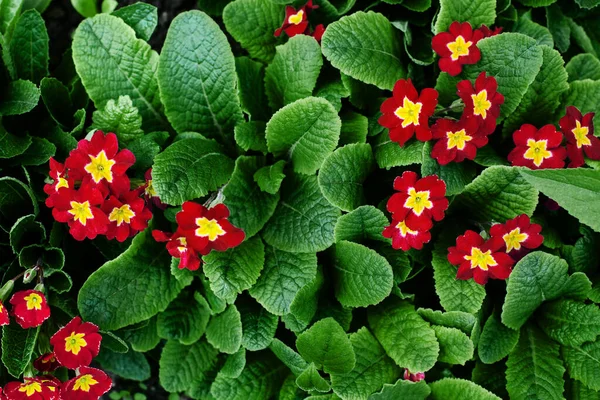 Red Yellow Primrose Flowers Green Leaves Background Primula Blossom Garden — Stock Photo, Image