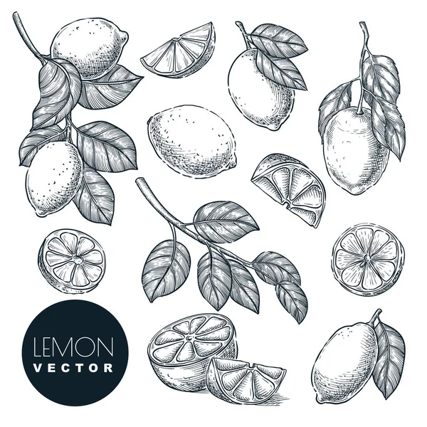 Citron Agrumes Fruits Tropicaux Mis Illustration Vectorielle Dessinée Main Récolte — Image vectorielle
