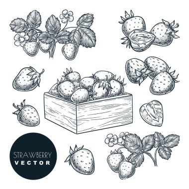 Çilek çizimi vektör çizimi. Tatlı böğürtlen hasadı ahşap sepette. El yapımı bahçe tarımı ve izole edilmiş tarım tasarım elementleri.