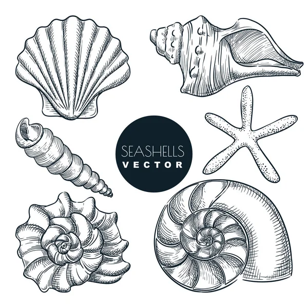 Coleção Seashells Vector Mão Desenhada Desenho Ilustração Elementos Design Viagem — Vetor de Stock