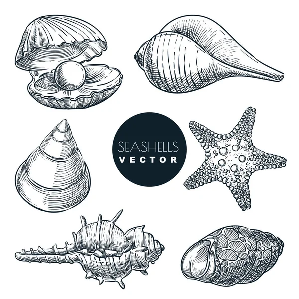 Desenho Vetor Seashells Ilustração Coleção Conchas Marinhas Desenhadas Mão Elementos — Vetor de Stock