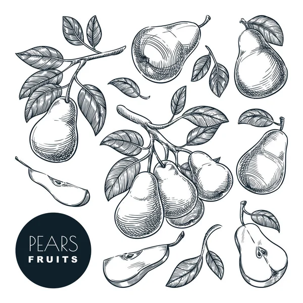 Peren Schets Vector Illustratie Zoete Vruchten Oogst Met Hand Getrokken — Stockvector