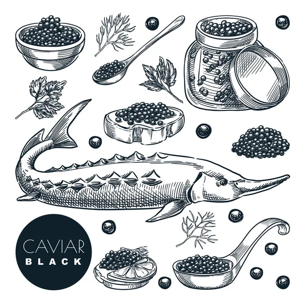 맛있는 철갑상어검은 캐비아는 바탕에 놓았습니다 미식가 요리의 삽화를 스케치 손으로 — 스톡 벡터