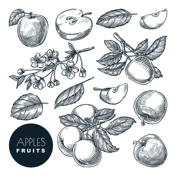 Apple Gravureストックベクター ロイヤリティフリーapple Gravureイラスト ページ 7 Depositphotos