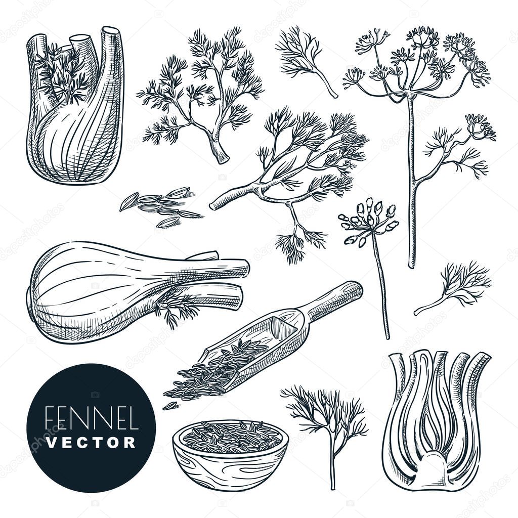 Fennel plant root, leaves and seeds. Vector hand drawn sketch illustration. Natural spice herb, cooking ingredients, isolated on white background.