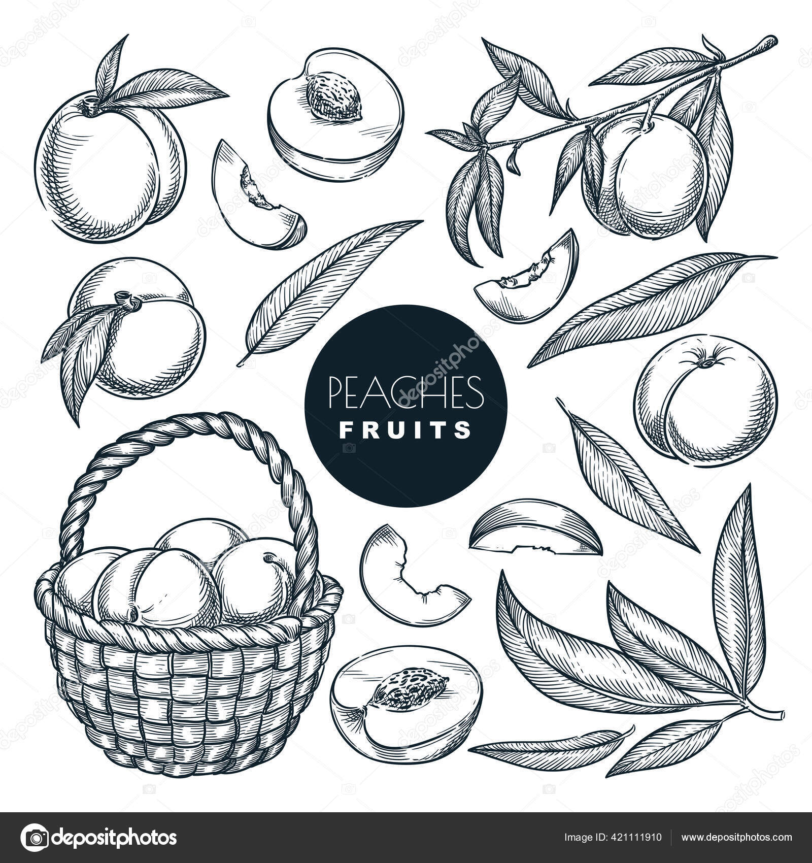 Peaches Branch Basket Sketch Vector Illustration Sweet Fruits Harvest
