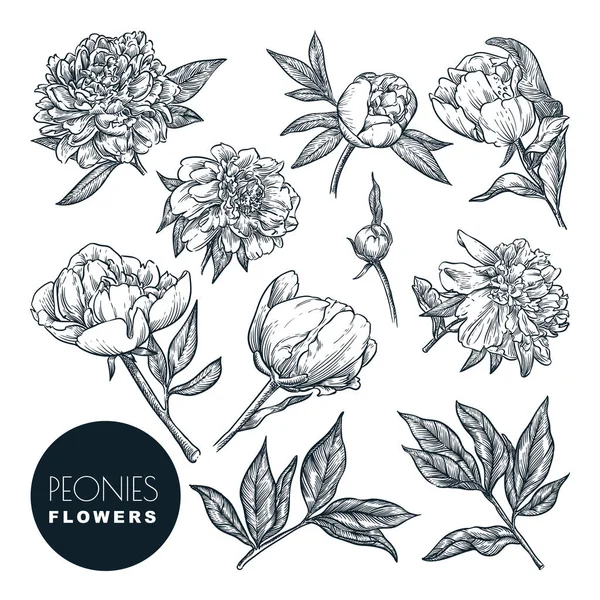 Conjunto Flores Peônias Ilustração Esboço Vetorial Elementos Design Natureza Floral — Vetor de Stock