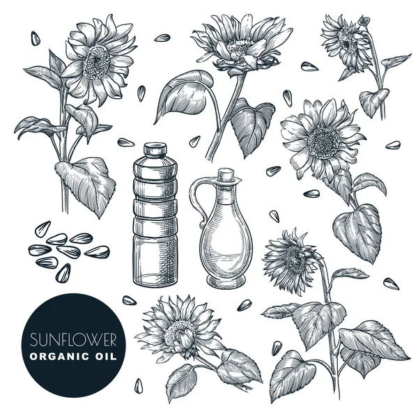 Sunflower flowers and oil bottles, sketch vector illustration. Hand drawn design elements, isolated on white background. Agricultural organic plant and seeds set