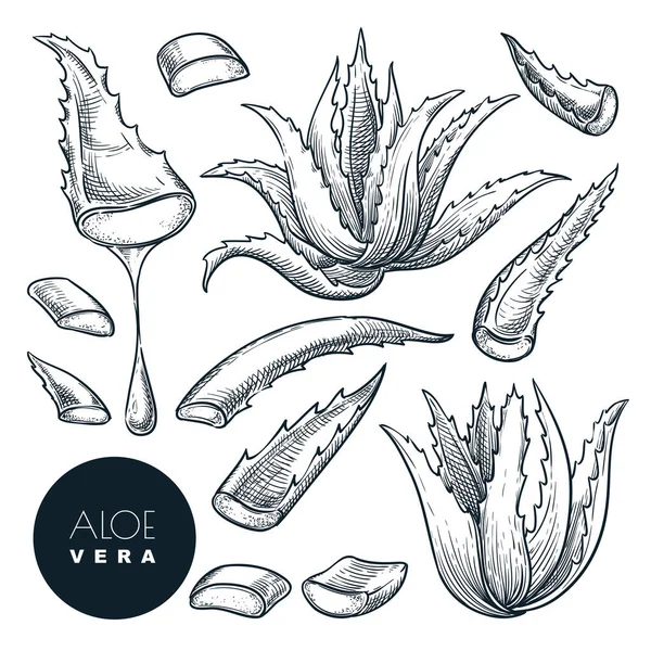 Pianta Aloe Vera Foglie Affettate Schizzo Vettoriale Illustrazione Erboristeria Naturale — Vettoriale Stock