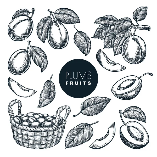 枝やバスケットに梅 スケッチベクトルイラスト 甘い果物の収穫 手描きの庭の農業と農場の隔離されたデザイン要素 — ストックベクタ