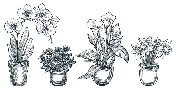 Home Bloemen Planten Potten Geïsoleerd Witte Achtergrond Vector Hand Getekend — Stockvector