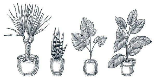 Woonplanten Potten Geïsoleerd Witte Achtergrond Vector Hand Getekend Schets Illustratie — Stockvector