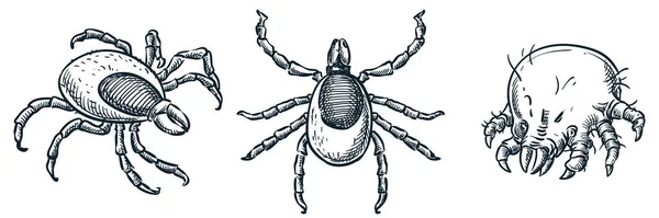 Kan Emici Ixod Lar Toz Böceği Simgeleri Beyaz Arka Planda — Stok Vektör