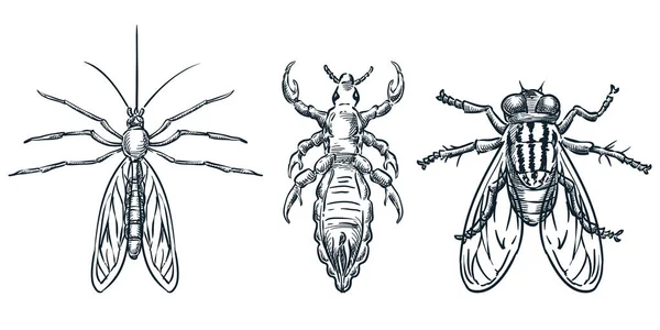 Blutsaugende Insektenparasiten Vektorhandgezeichnete Skizzenillustration Wanzen Von Oben Mücke Laus Floh — Stockvektor