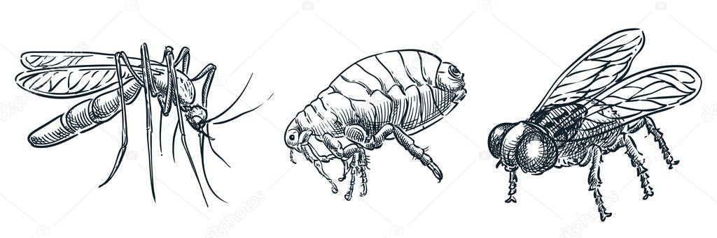 Bloodsucking insect parasites icons. Vector hand drawn sketch dangerous bugs illustration. Mosquito, louse, flea and fly, isolated on white background