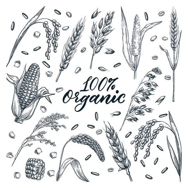 Organische Ähren Körnung Isoliert Auf Weißem Hintergrund Vektorhandgezeichnete Skizzenillustration Weizen — Stockvektor