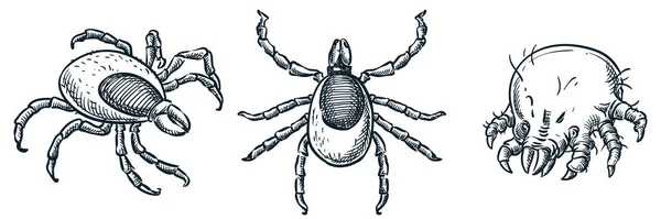 Bloodsucking Ixodes Garrapatas Ácaros Del Polvo Iconos Insectos Aislado Sobre — Vector de stock