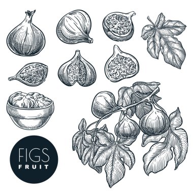 Ripe figs on branch and in dried figs in bowl, sketch vector illustration. Sweet fruits harvest, hand drawn garden agriculture and farm isolated design elements clipart