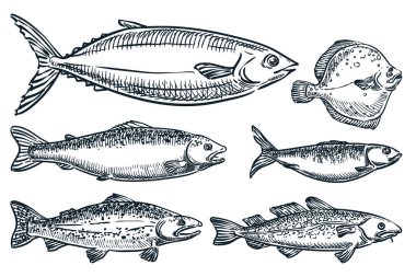 Beyaz arka planda izole edilmiş deniz balıkları. Elle çizilmiş taslak vektör çizimi. Deniz ürünleri pazarı gıda tasarım elementleri. Somon, alabalık, morina, ton balığı, sardalya ve pisi balığı çizimi.