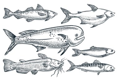 Sea fishes set, isolated on white background. Hand drawn sketch vector illustration. Seafood market food design elements. Doodle drawing of catfish, dorado, mackerel, pollock and herring, clipart