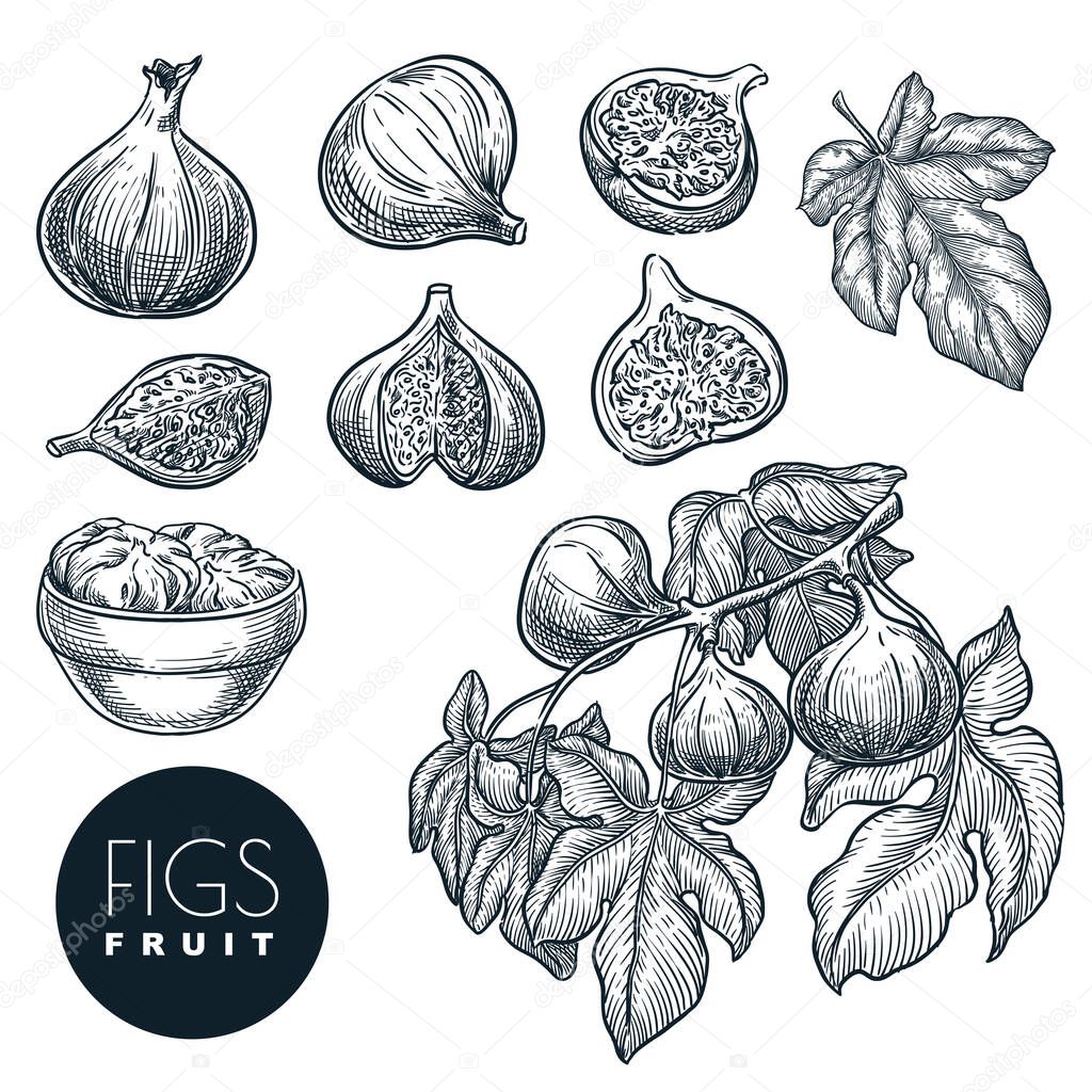 Ripe figs on branch and in dried figs in bowl, sketch vector illustration. Sweet fruits harvest, hand drawn garden agriculture and farm isolated design elements