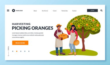 Seasonal harvesting and agriculture farming concept. Happy young hispanic man and woman picking ripe oranges into basket in fruit garden. Vector flat cartoon people characters illustration