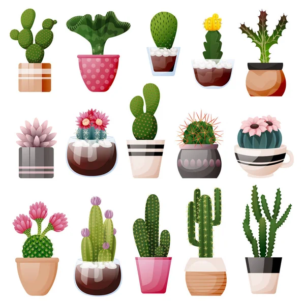 Blooming Cactuses Succulents Decorative Pots Home Plants Isolated White Background — Stock vektor