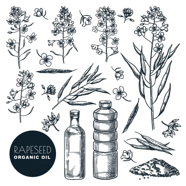 Natürliches Rapsöl Isoliert Auf Weißem Hintergrund Vektorhandgezeichnete Skizzenillustration Rapsblüten Schoten — Stockvektor
