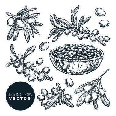 Olgun deniz dikenli üzümleri dalda, kasede, taslak vektör çizimi. Tatlı sonbahar hasadı, elle çizilmiş yiyecek izole edilmiş tasarım elementleri