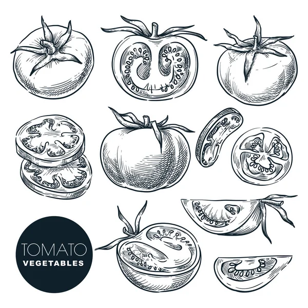 Farm Fresh Tomato Isolated White Background Sketch Vegetables Vector Illustration — Stock Vector