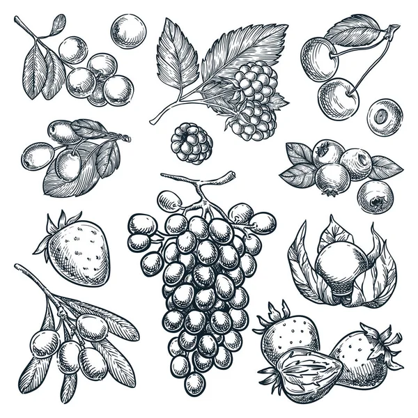 Collection Baies Mûres Isolées Sur Fond Blanc Illustration Vectorielle Framboise — Image vectorielle