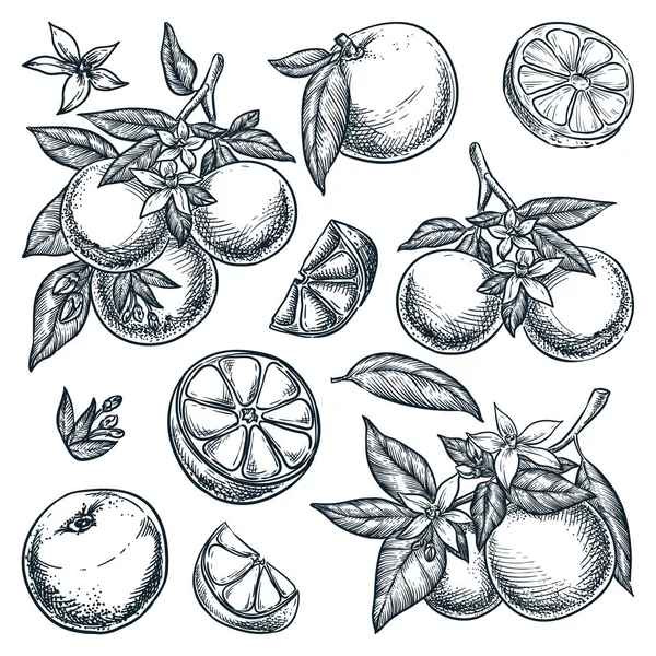 Oranges Agrumes Fruits Tropicaux Mis Illustration Vectorielle Dessinée Main Récolte — Image vectorielle