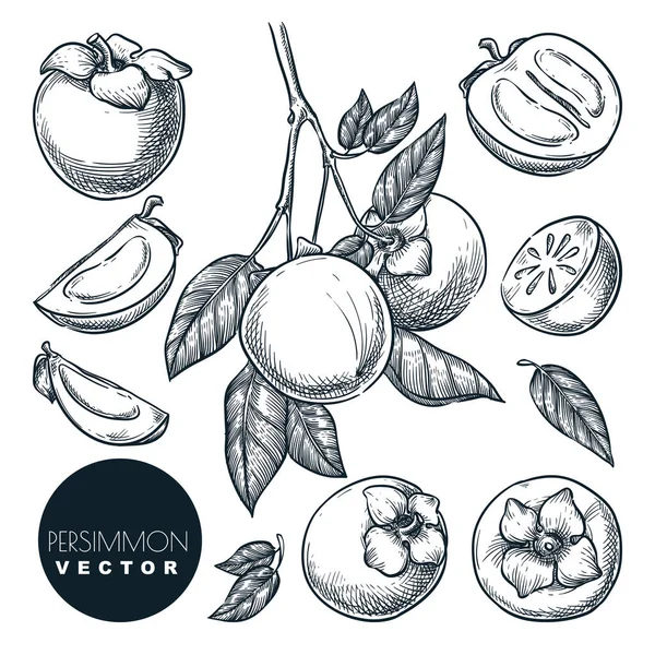 Hurma seti. Elle çizilmiş taslak vektör çizimi. Dal üzerinde tropikal meyveler. İzole edilmiş vintage tasarım elementlerini hasat et.