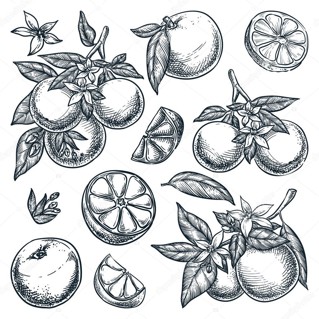 Oranges citrus tropical fruits set. Hand drawn sketch vector illustration. Grapefruit harvest on branch. Citric isolated vintage design elements.