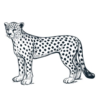 Çita çizimi. Beyaz arka planda izole edilmiş vektör çizimi jaguar veya leopar çizimi. Moda baskısı veya poster tasarımı ögesi