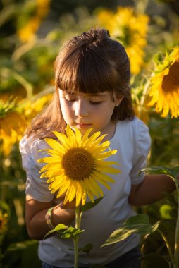 Eylül 2020, Bibbiano, İtalya. Ayçiçeği tarlasında tatlı küçük kız